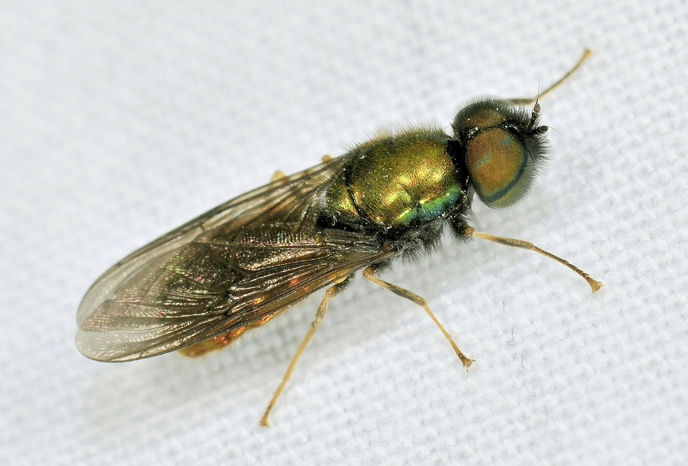 Chloromyia formosa maschio (Stratiomyidae)